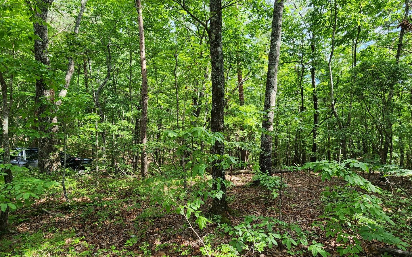 High Country Road Talking Rock, GA 30175 - Photo 3 of 10 Additional View