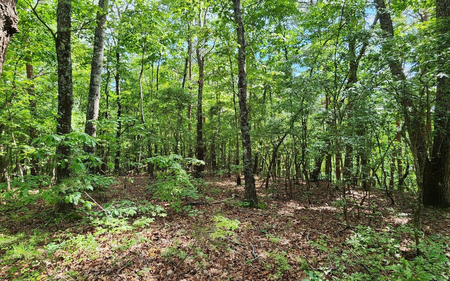 High Country Road Talking Rock, GA 30175 - Photo 4 of 10 Additional View