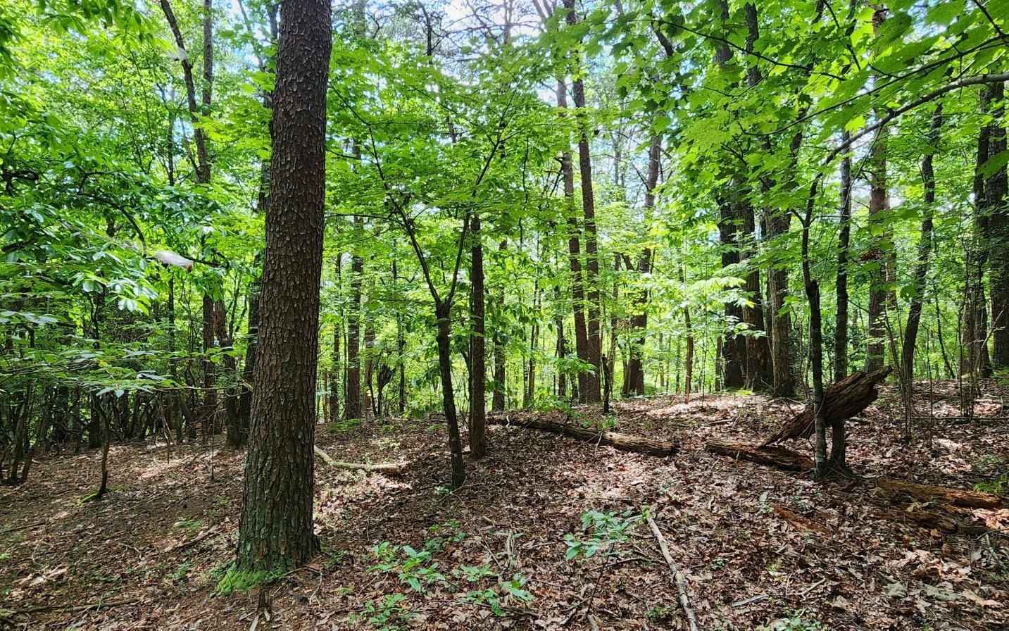 High Country Road Talking Rock, GA 30175 - Photo 7 of 10 Additional View