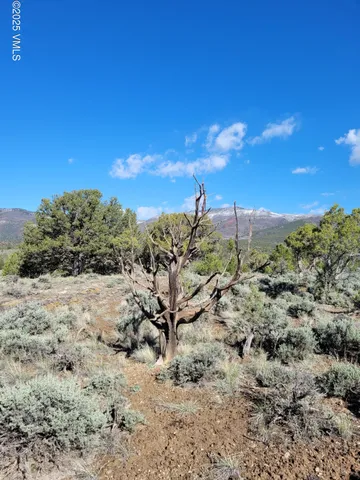a view of a dry yard with lots of trees
