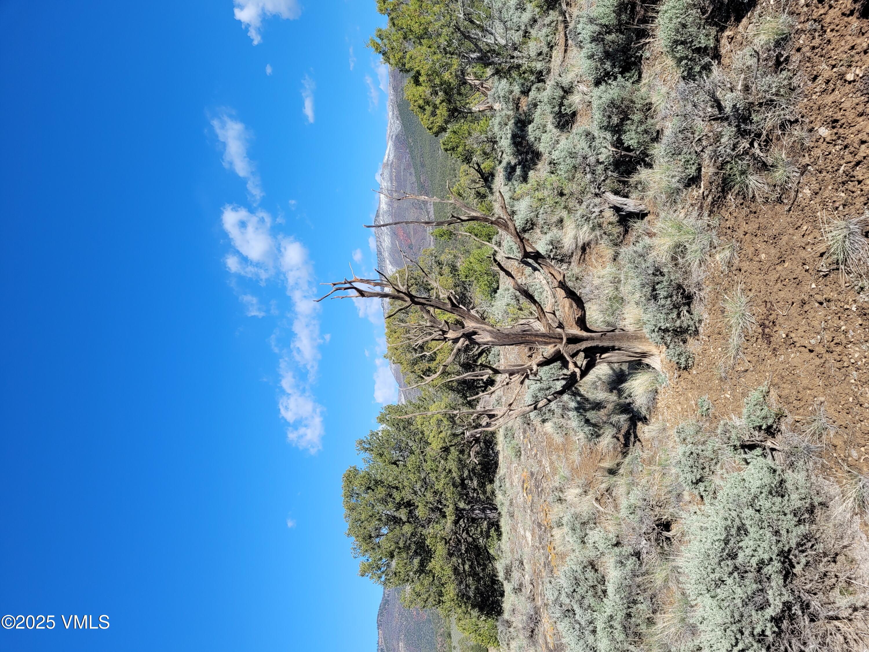 a view of a dry yard with lots of trees