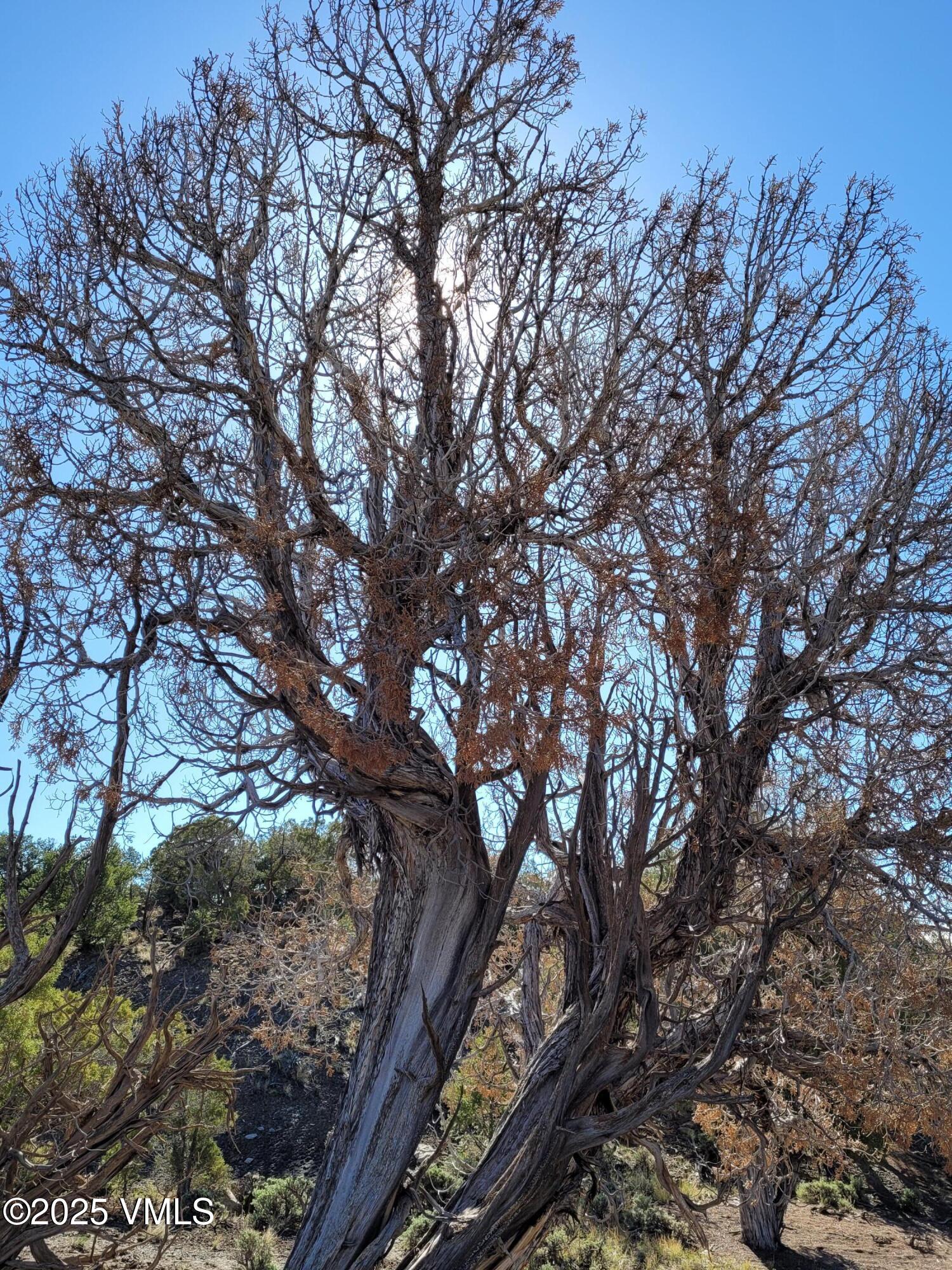 755 Pinon Crst Way McCoy, CO 80463 - Photo 3 of 4 a view of tree