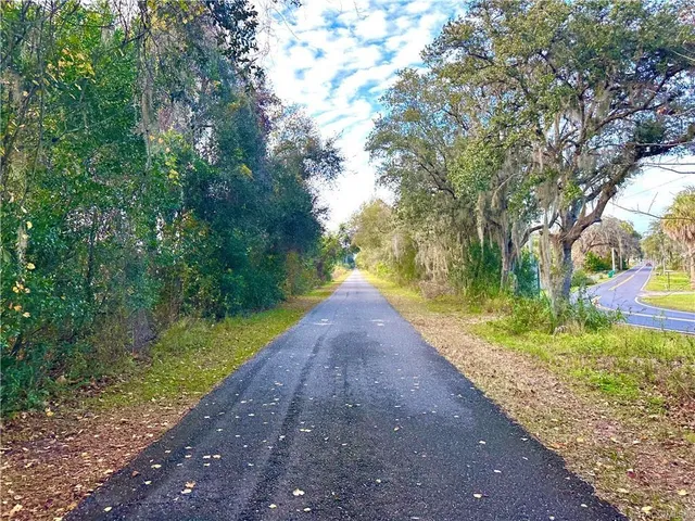 a view of a yard with plants and large trees