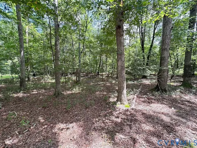 a view of a forest filled with trees