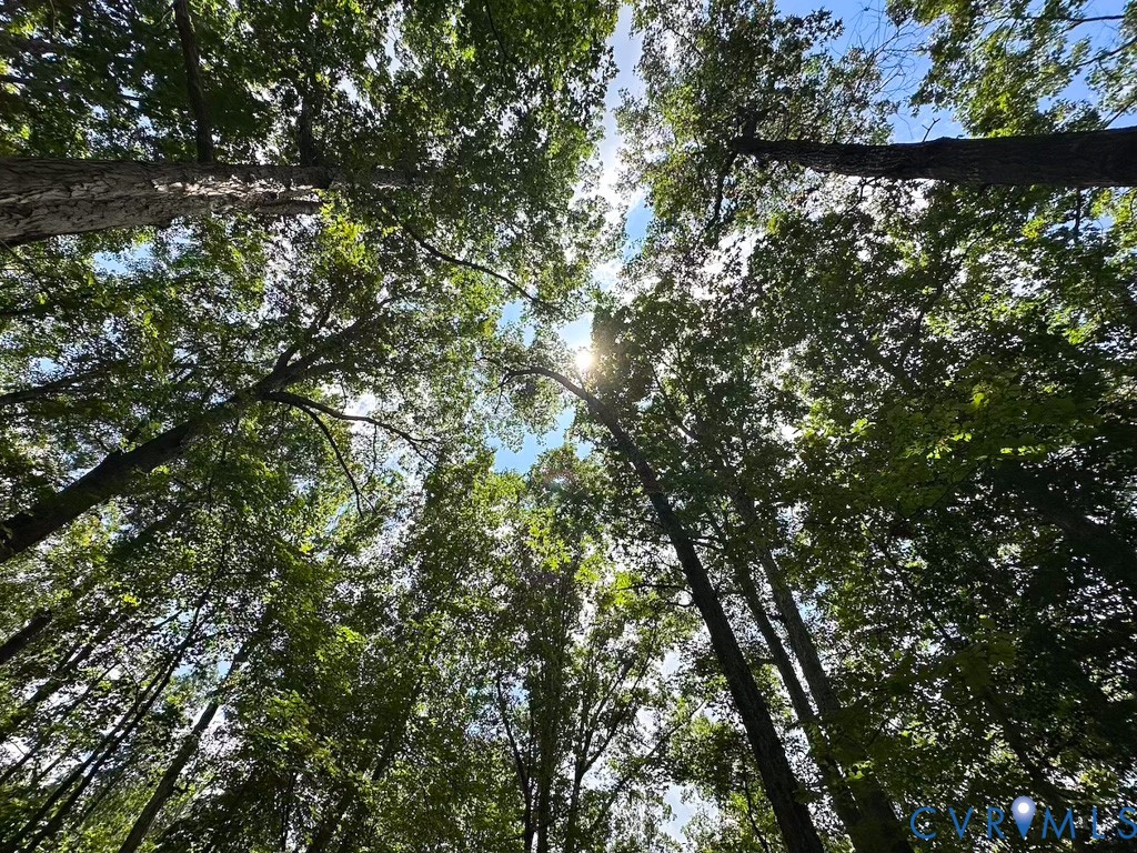 9701 Old Stage Road Prince George, VA 23875 - Photo 24 of 29 a view of a yard from a tree