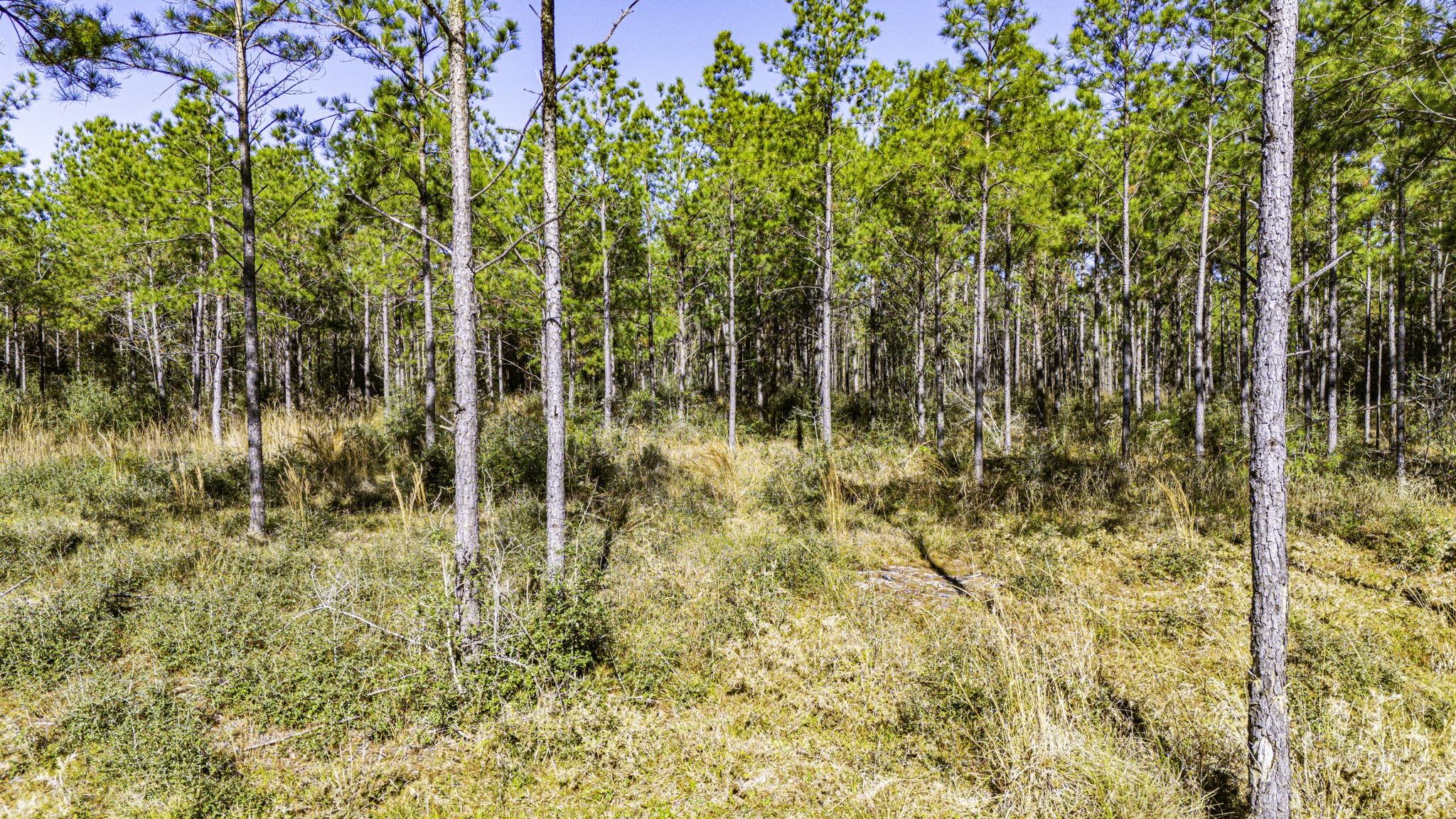 22 Magnolia Ranch Road Onalaska, TX 77360 - Photo 4 of 14 Phase 2 Lot 2