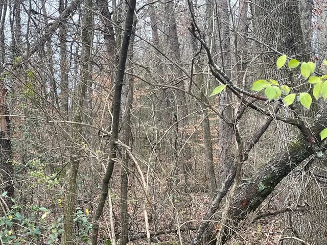 $29,999 | 4616 Vivian Drive, Chattanooga, TN 37415