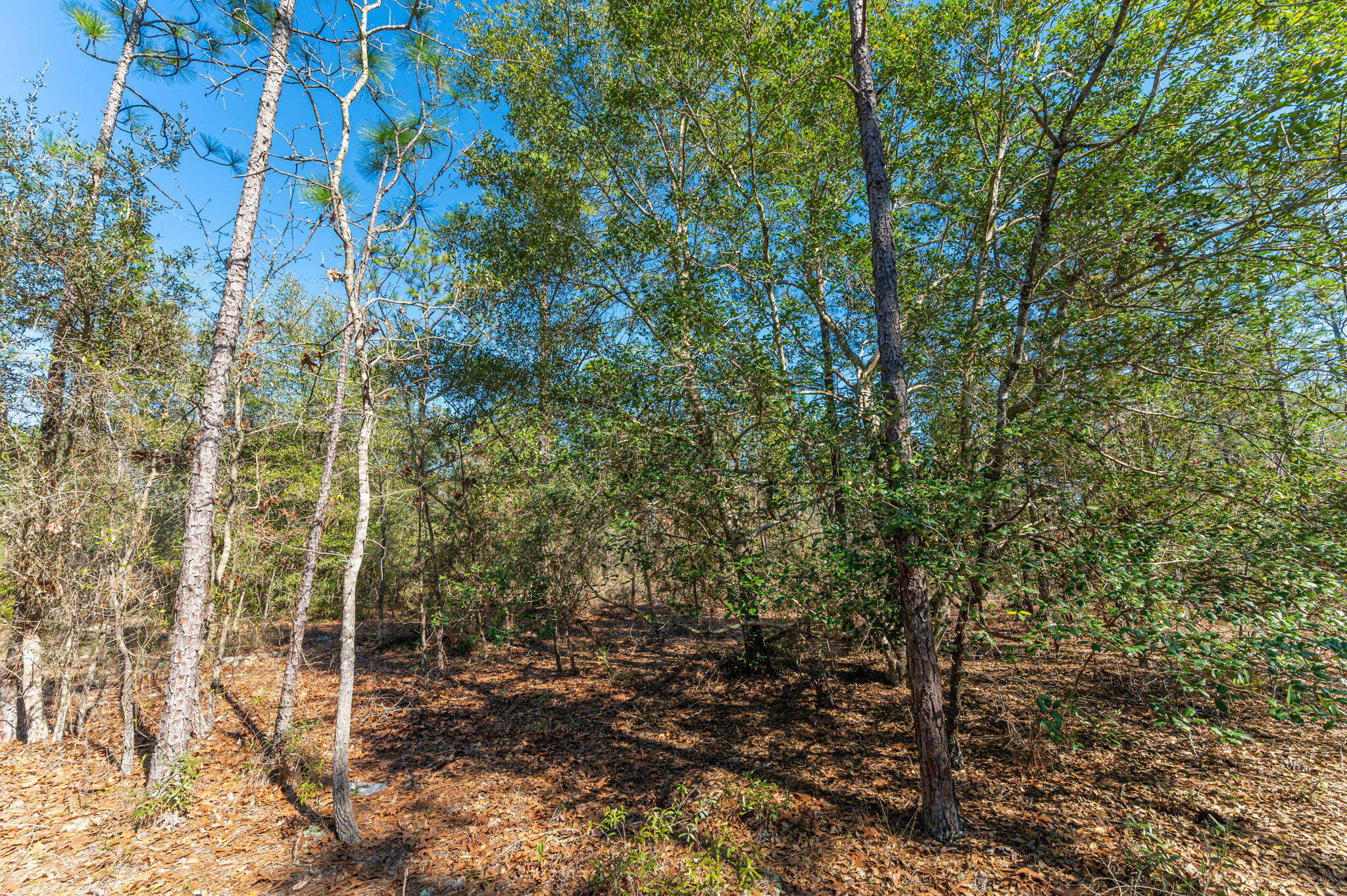 None Mt Olive Road Crestview, FL 32539 - Photo 11 of 15 11-web-or-mls-Mt Olive Rd Parcel-4
