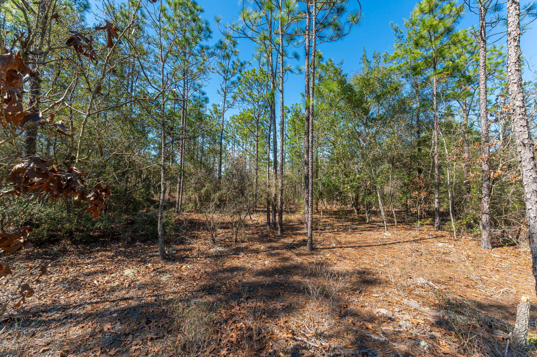 None Mt Olive Road Crestview, FL 32539 - Photo 14 of 15 14-web-or-mls-Mt Olive Rd Parcel-7