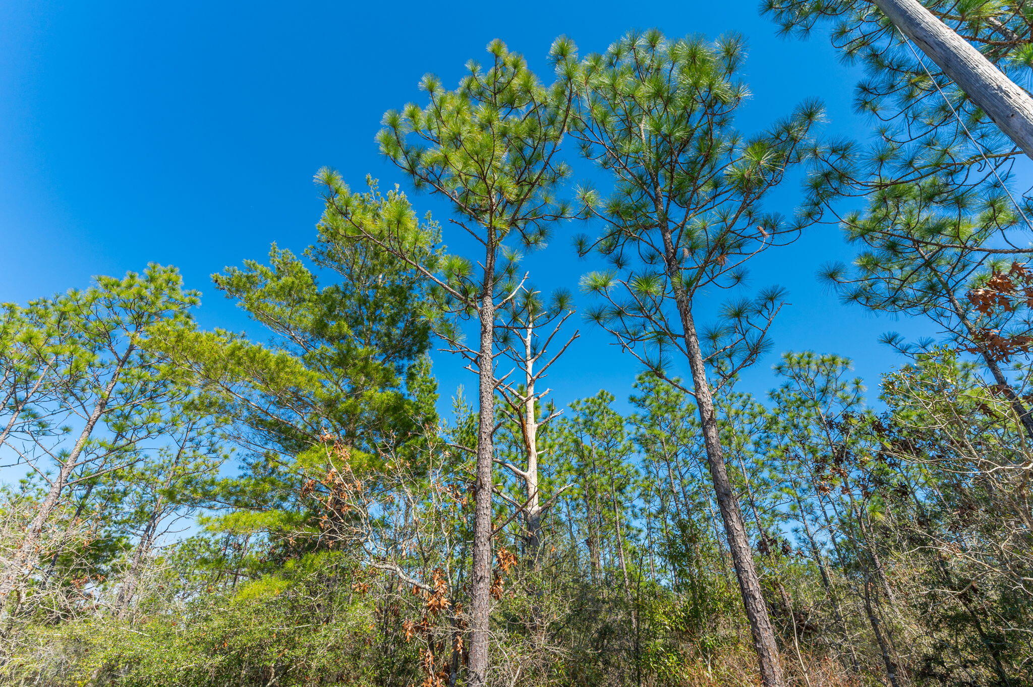None Mt Olive Road Crestview, FL 32539 - Photo 15 of 15 15-web-or-mls-Mt Olive Rd Parcel-8