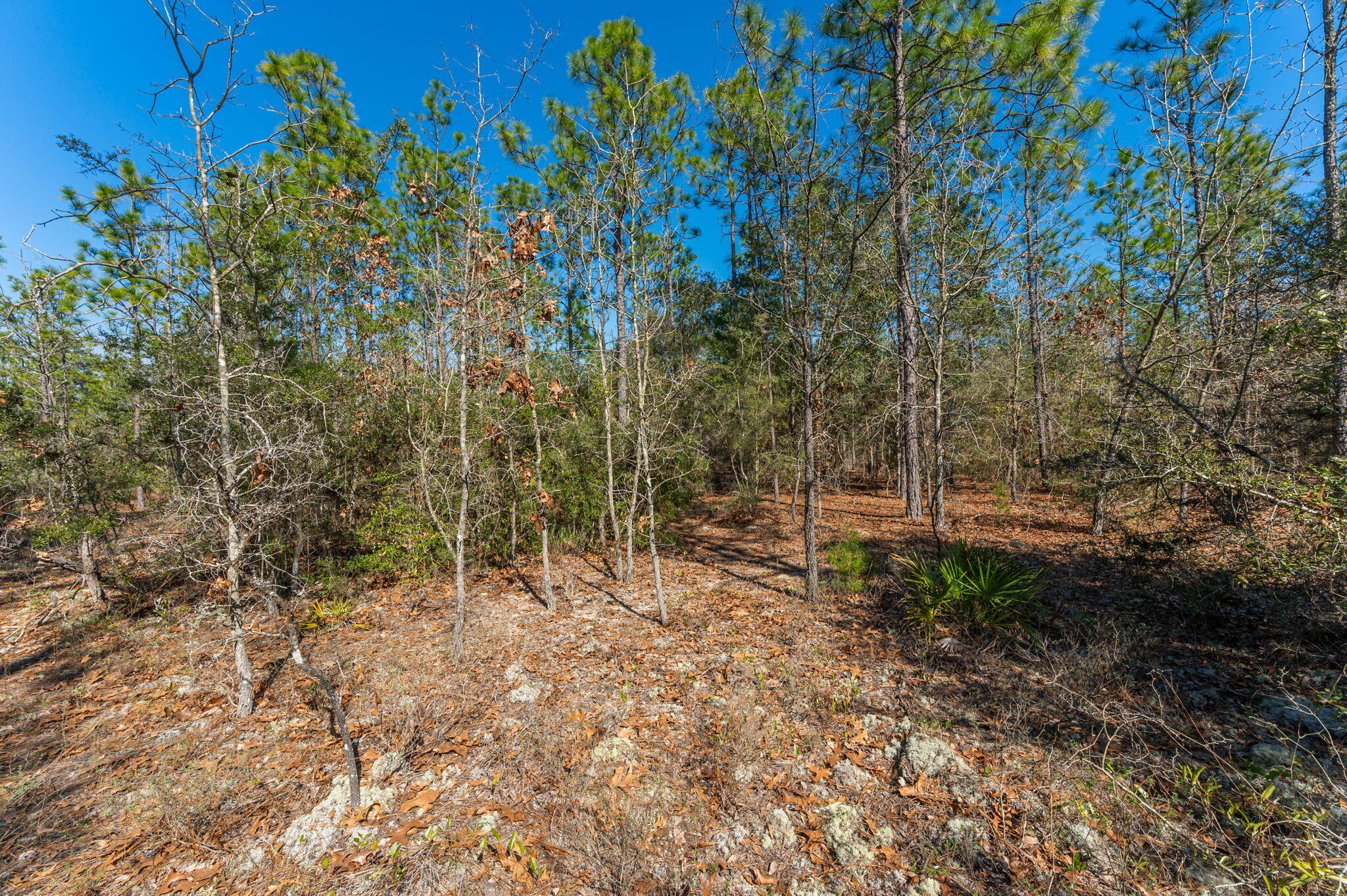 None Mt Olive Road Crestview, FL 32539 - Photo 9 of 15 9-web-or-mls-Mt Olive Rd Parcel-2