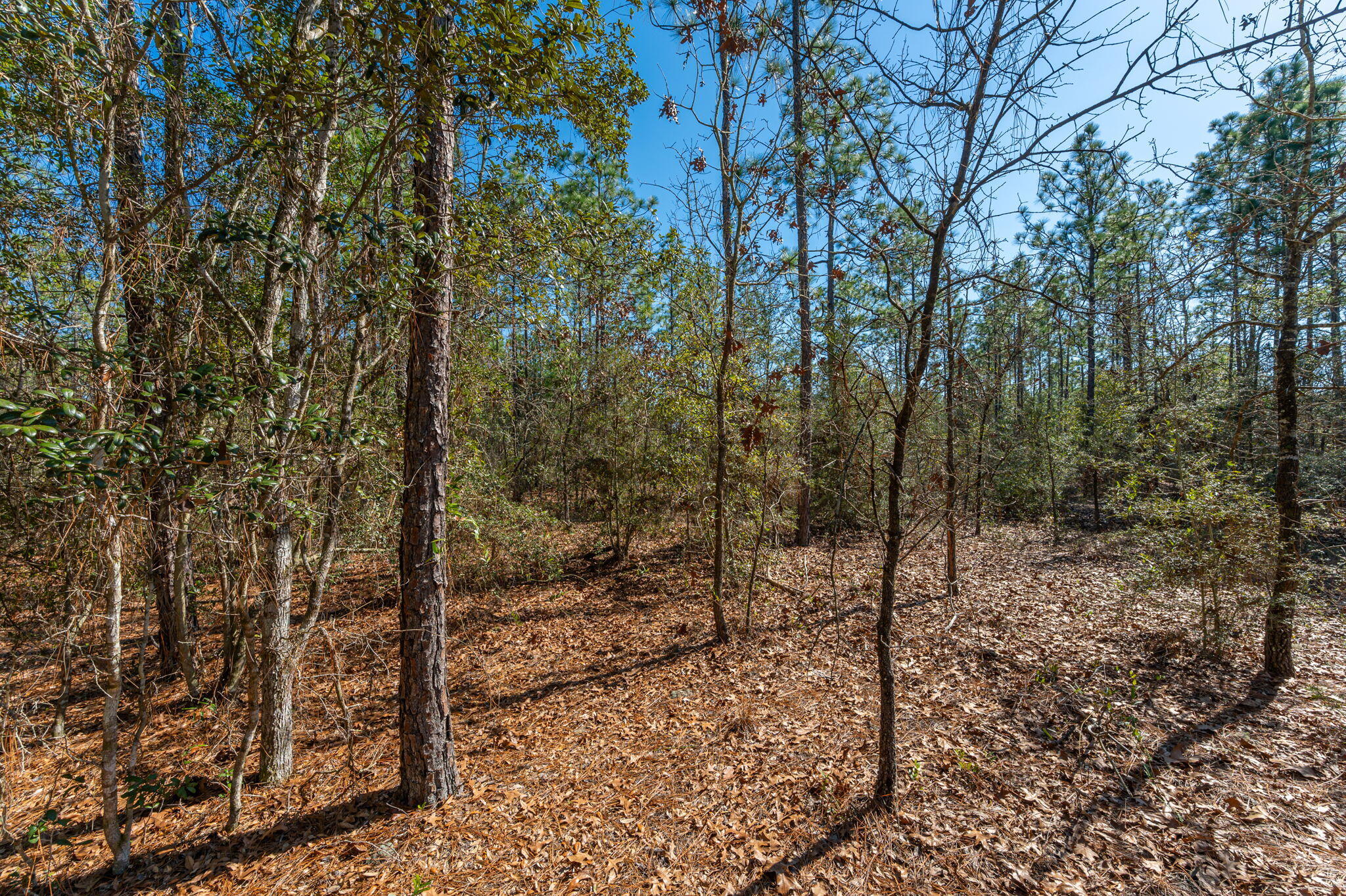 None Mt Olive Road Crestview, FL 32539 - Photo 10 of 15 10-web-or-mls-Mt Olive Rd Parcel-3