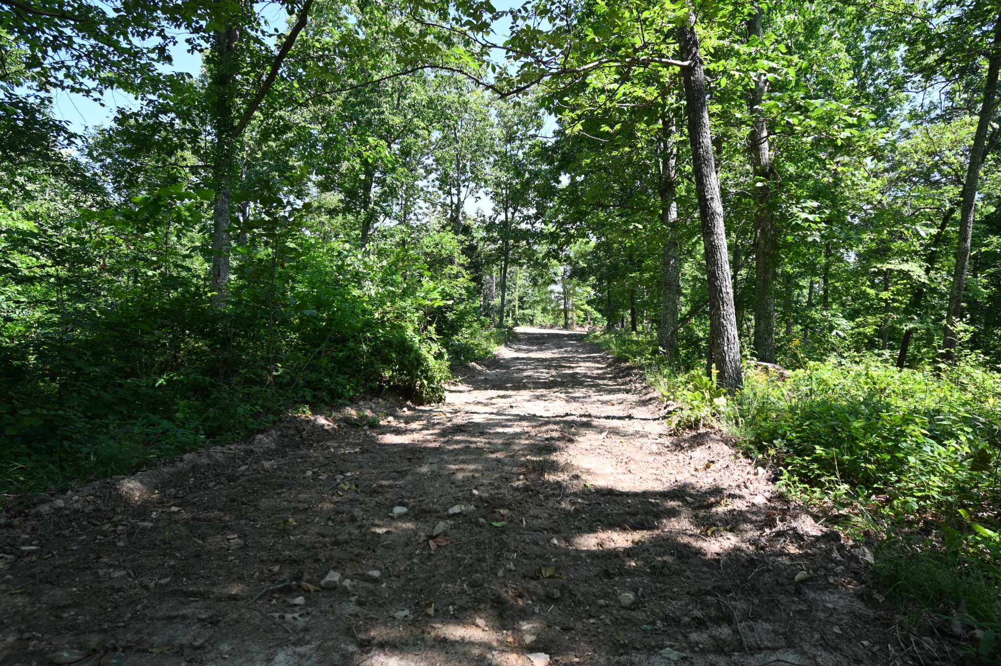 0 Bear Creek Road Waverly, TN 37185 - Photo 5 of 35 a view of a road with plants and trees