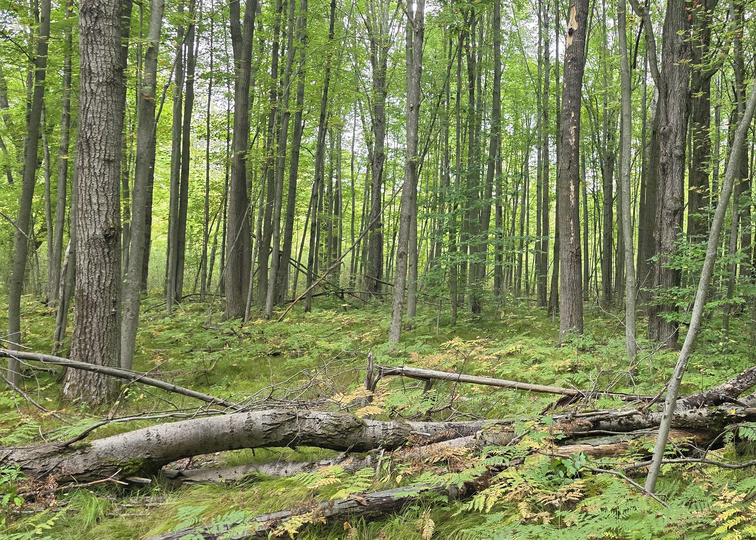 5155 18 Mile Road Barryton, MI 49305 - Photo 30 of 31 20250924_142115 (1)