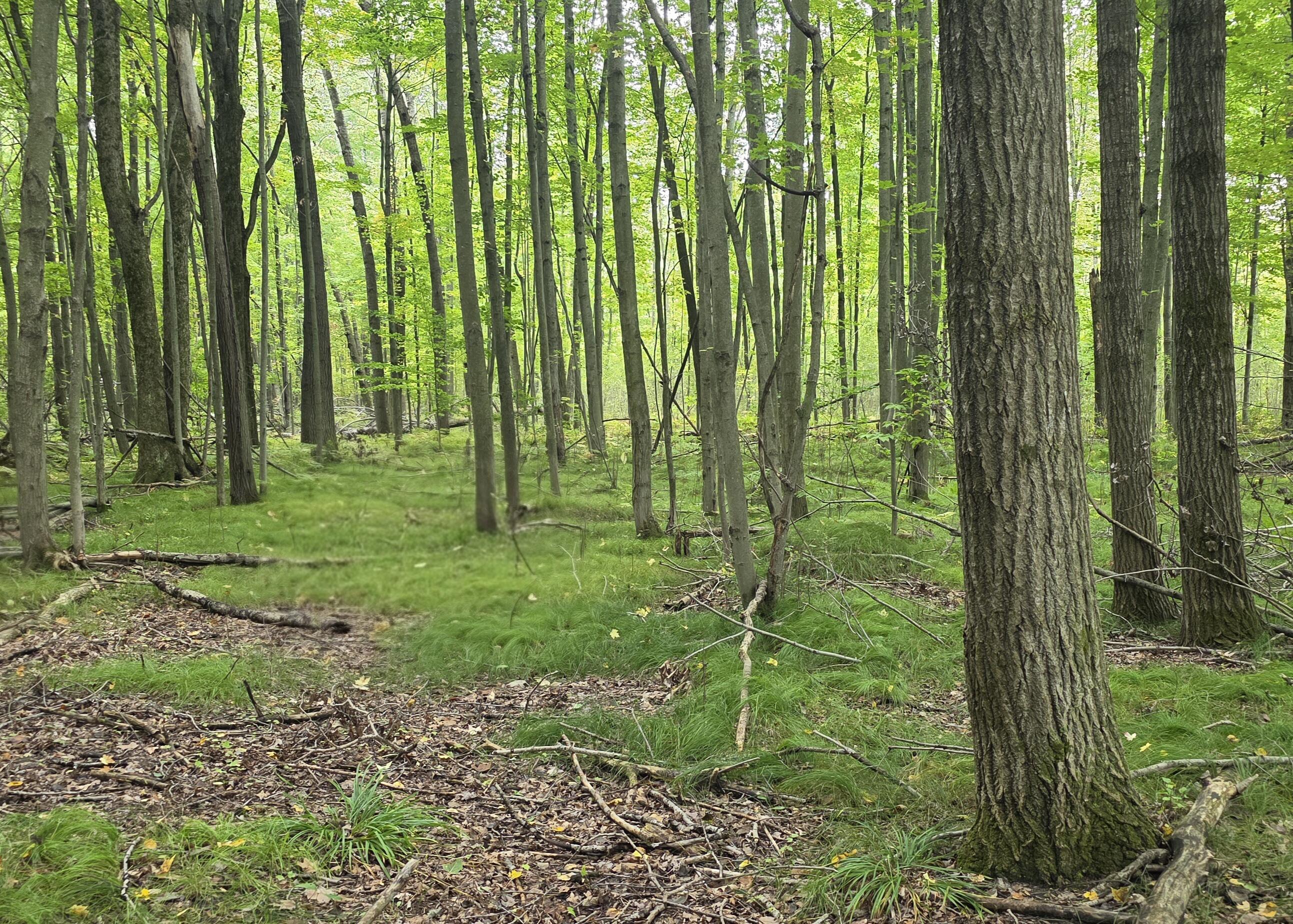 5155 18 Mile Road Barryton, MI 49305 - Photo 31 of 31 20250924_141911(2)