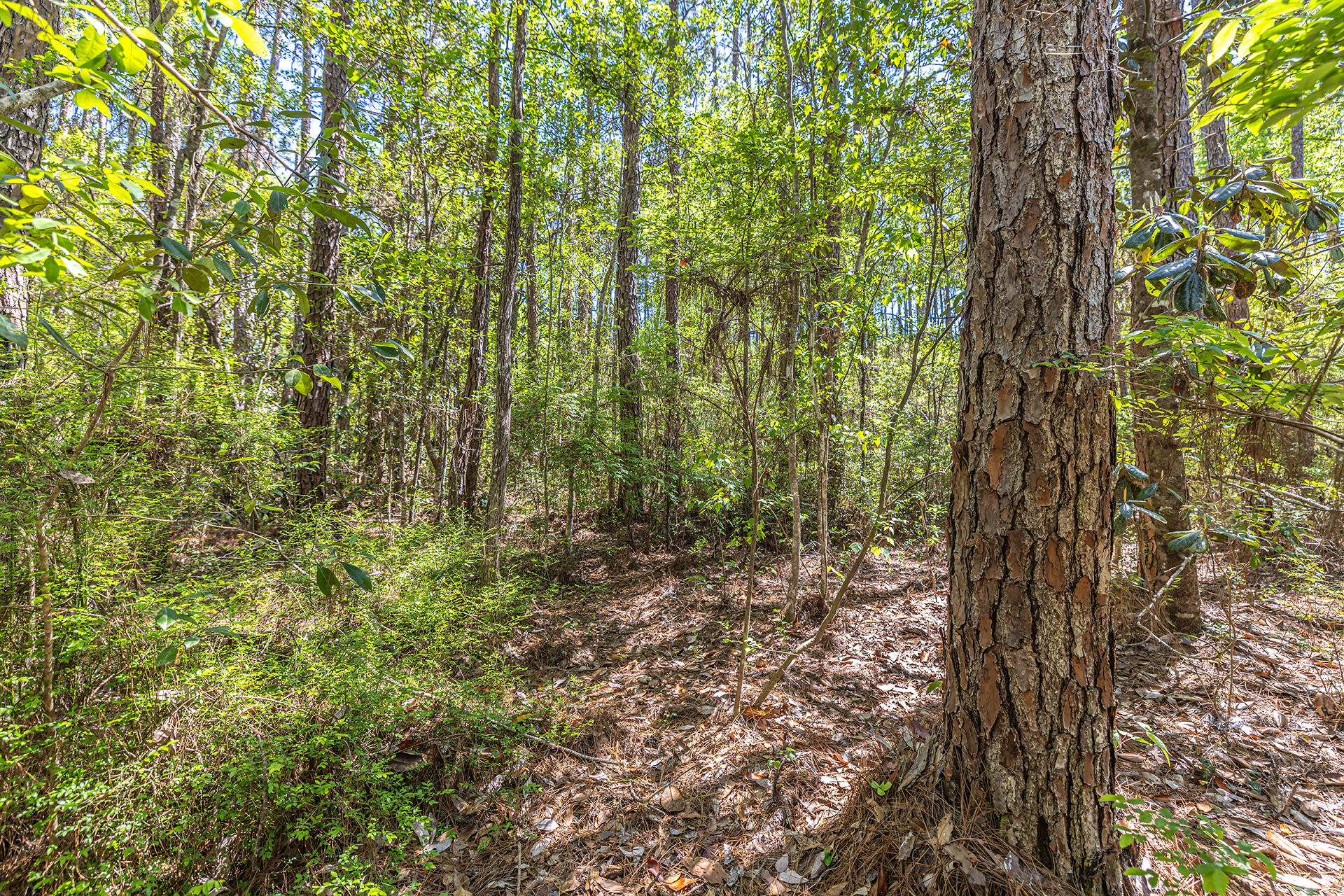 191 Mallet Road Freeport, FL 32439 - Photo 11 of 15 a view of a yard with plants and a trees