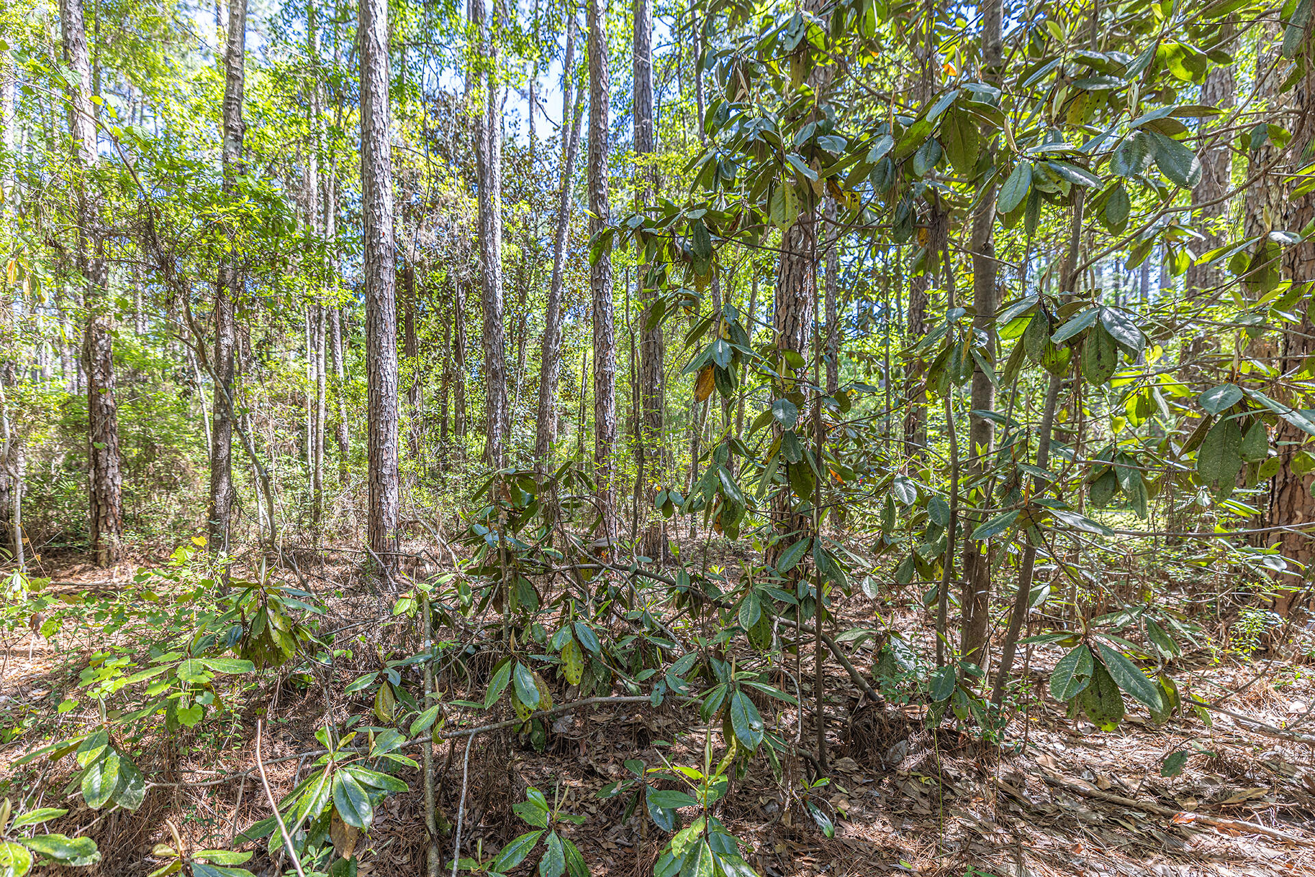 191 Mallet Road Freeport, FL 32439 - Photo 12 of 15 a close up of a plant