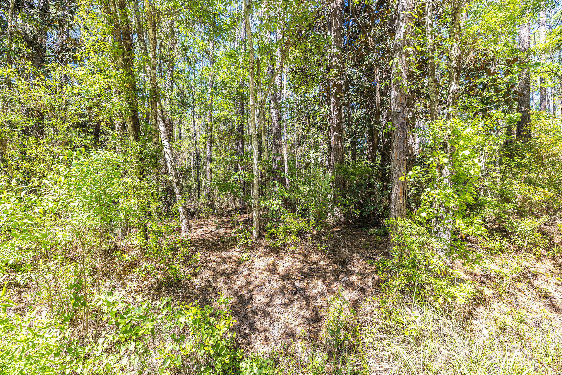 191 Mallet Road Freeport, FL 32439 - Photo 9 of 15 a view of a yard with a tree