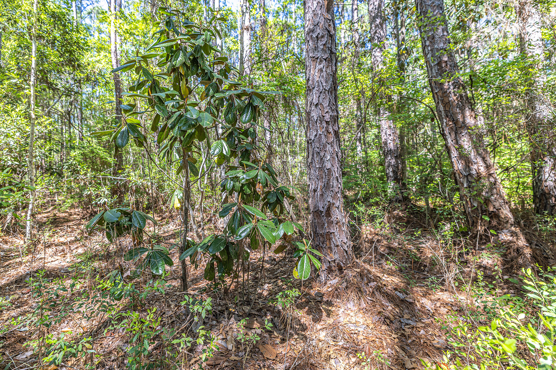 191 Mallet Road Freeport, FL 32439 - Photo 10 of 15 a backyard of a house with lots of plants