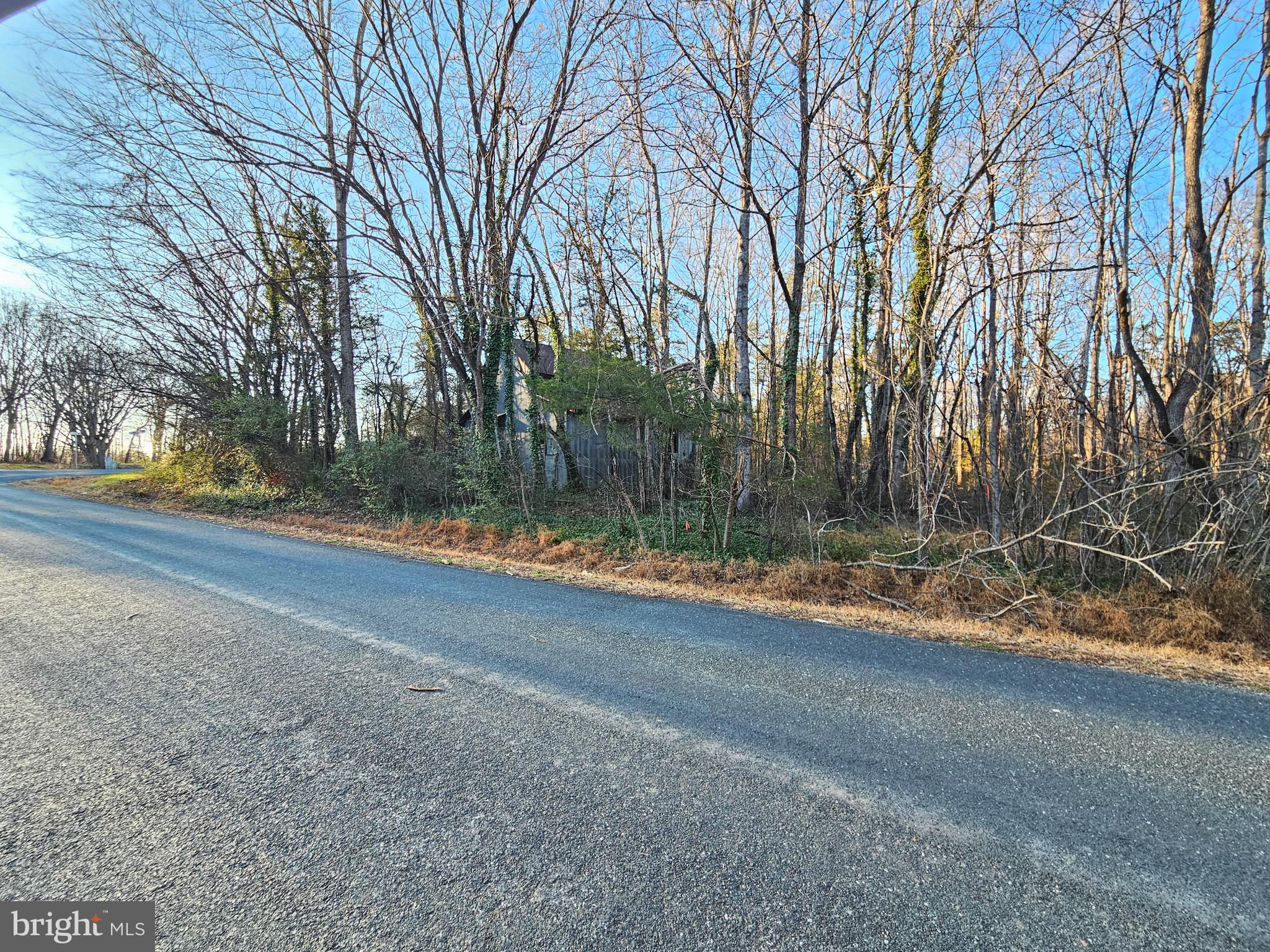 0 Physic Spring Road Dillwyn, VA 23936 - Photo 12 of 17 a view of a yard with large trees
