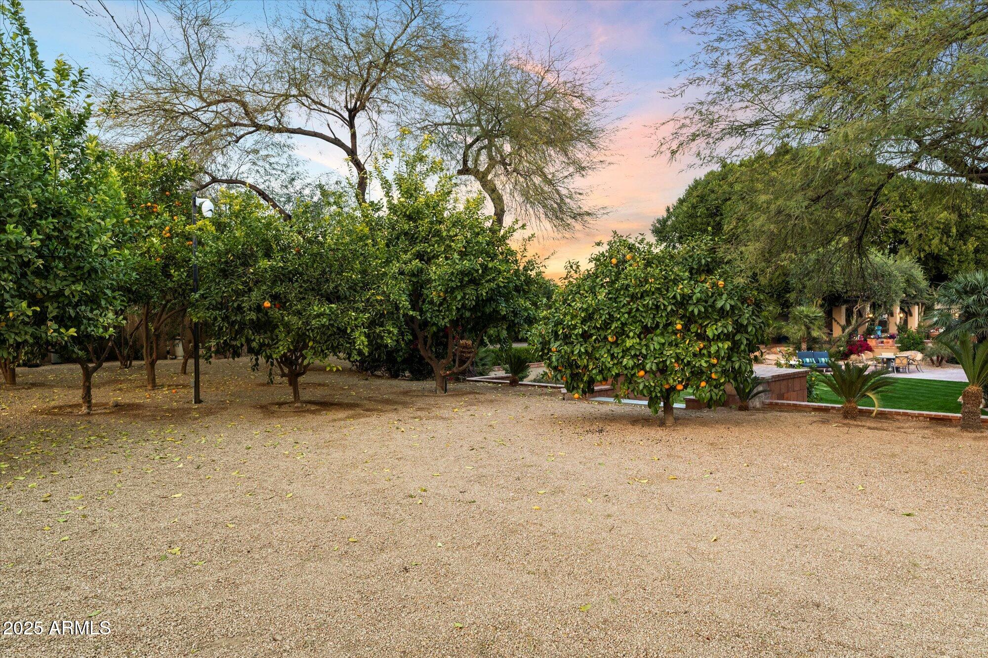 6402 East Chaparral Road Paradise Valley, AZ 85253 - Photo 88 of 125 a view of a yard with a tree