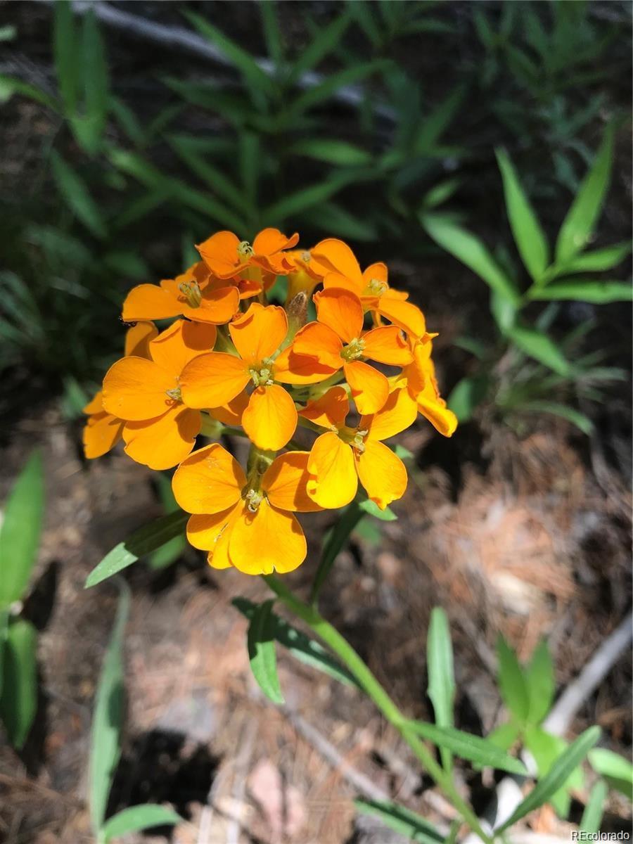 0 Talus Circle Black Hawk, CO 80422 - Photo 25 of 36