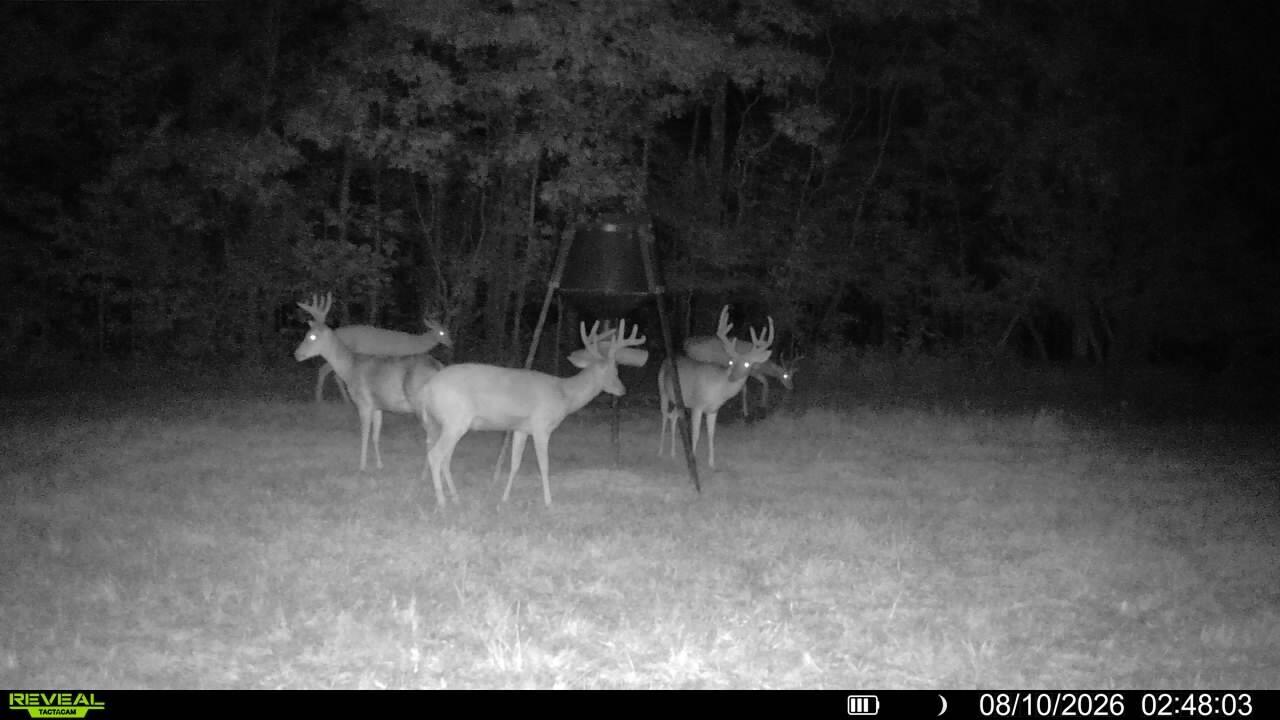 1134 Pisgah Road Smithland, KY 42081 - Photo 18 of 33 Trail Cam