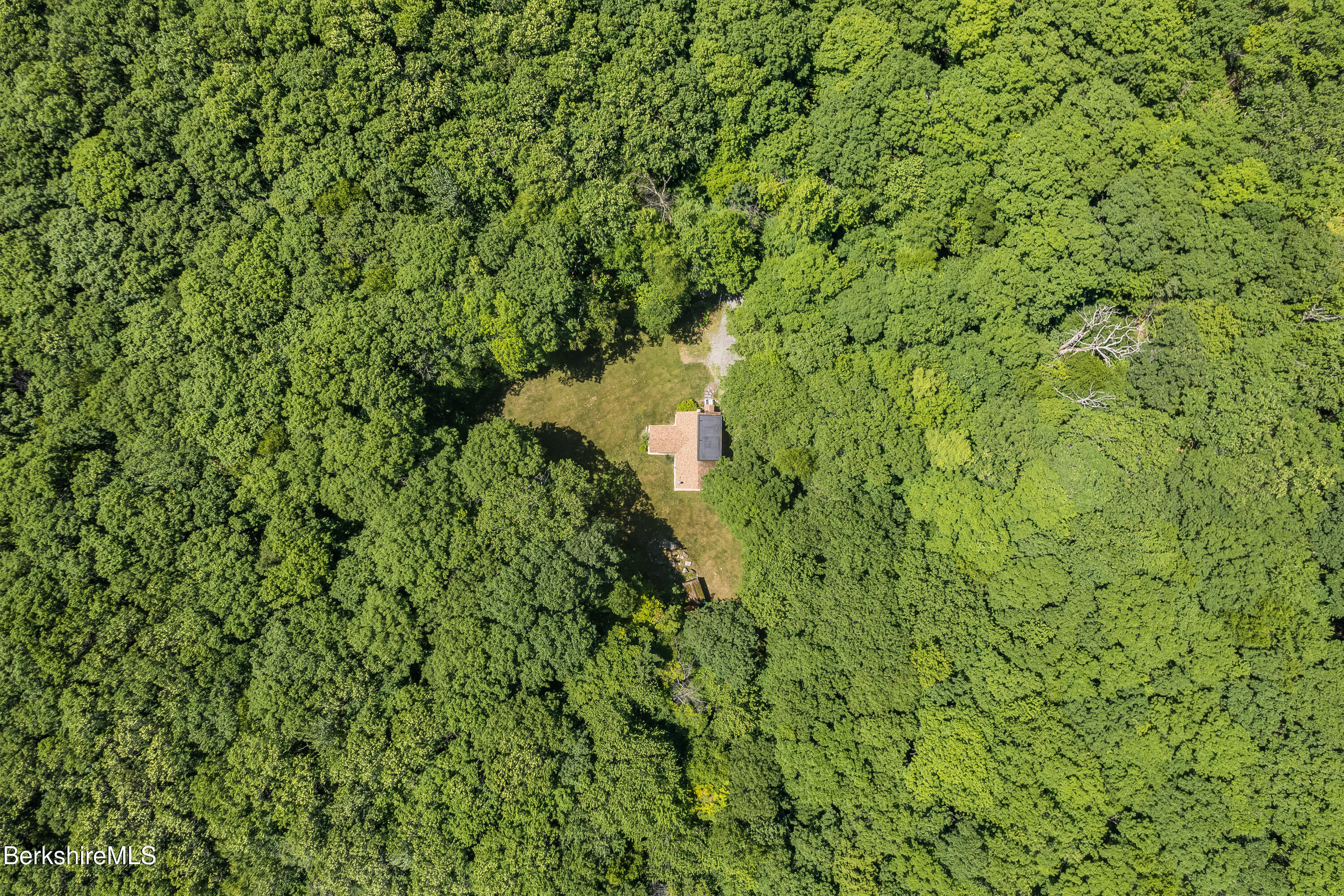 14 Norwalk Acres Road Monterey, MA 01245 - Photo 40 of 56 a view of a lush green forest with a tree