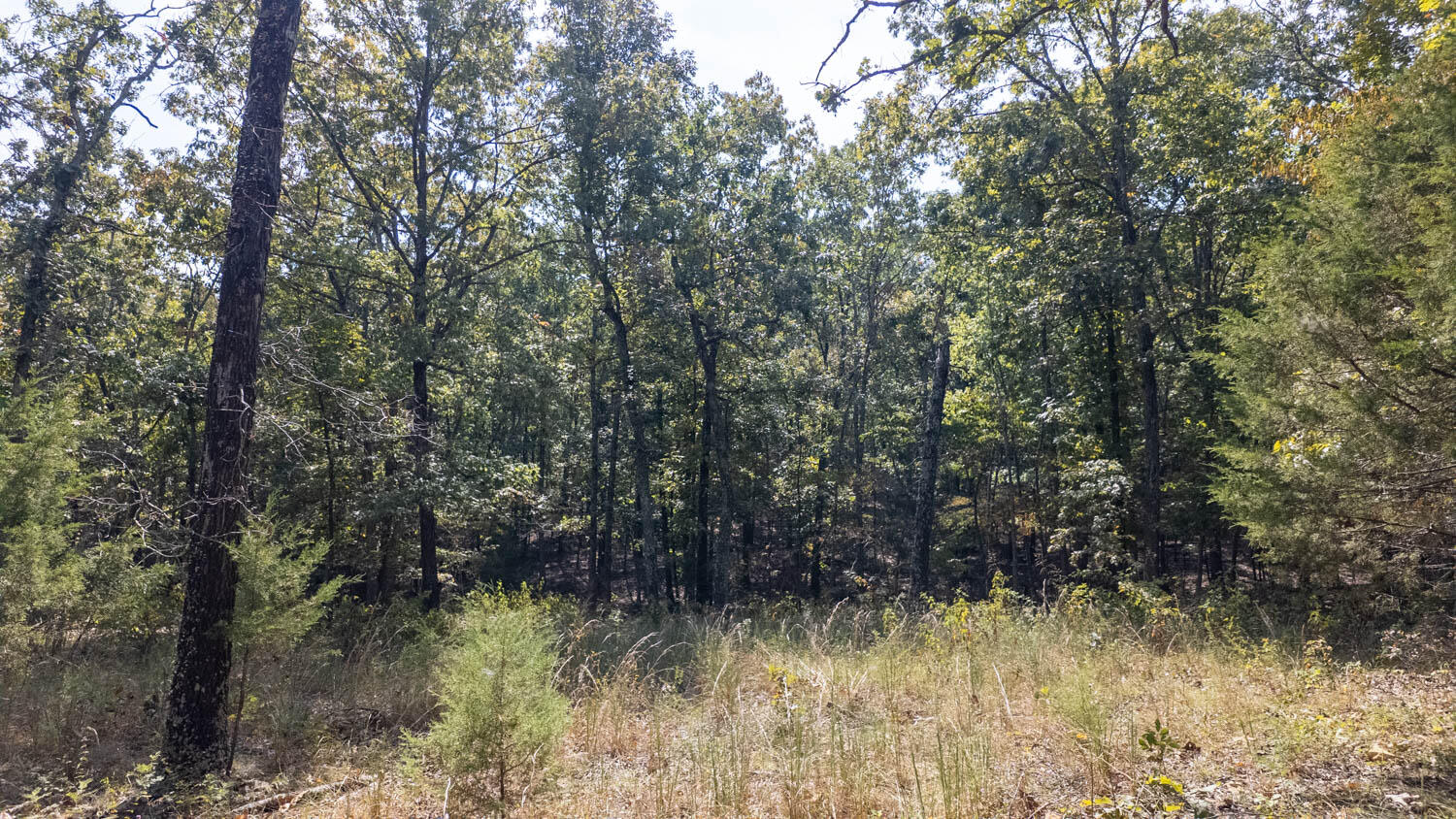 0 County Road 3540 Mountain View, MO 65548 - Photo 10 of 19 Hunting proparty009