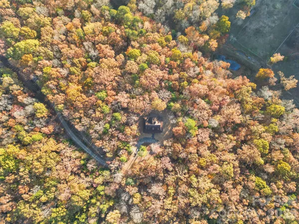 a picture of tree