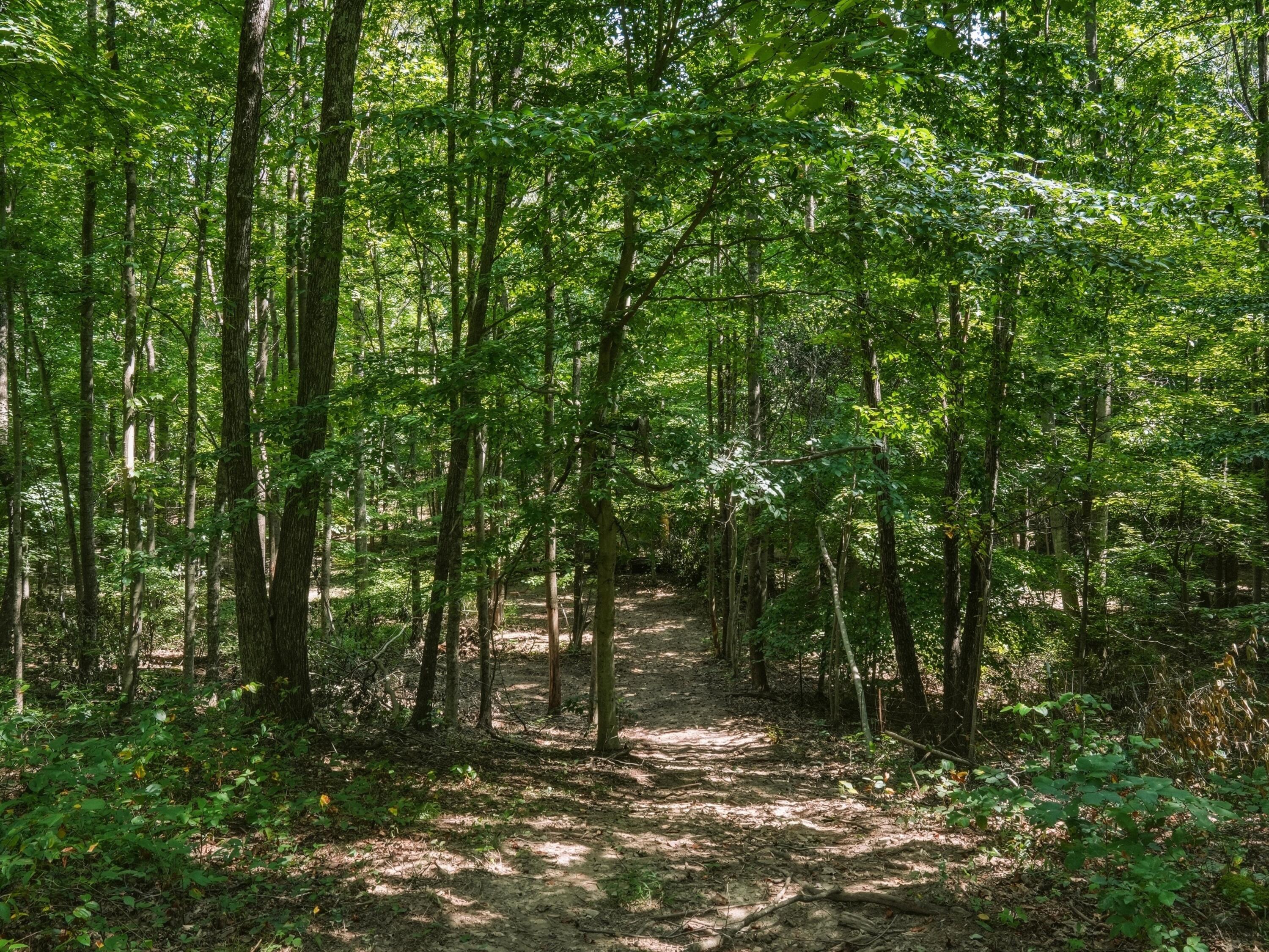770 Strutt Road Piketon, OH 45661 - Photo 24 of 30 Trails Throughout the Property