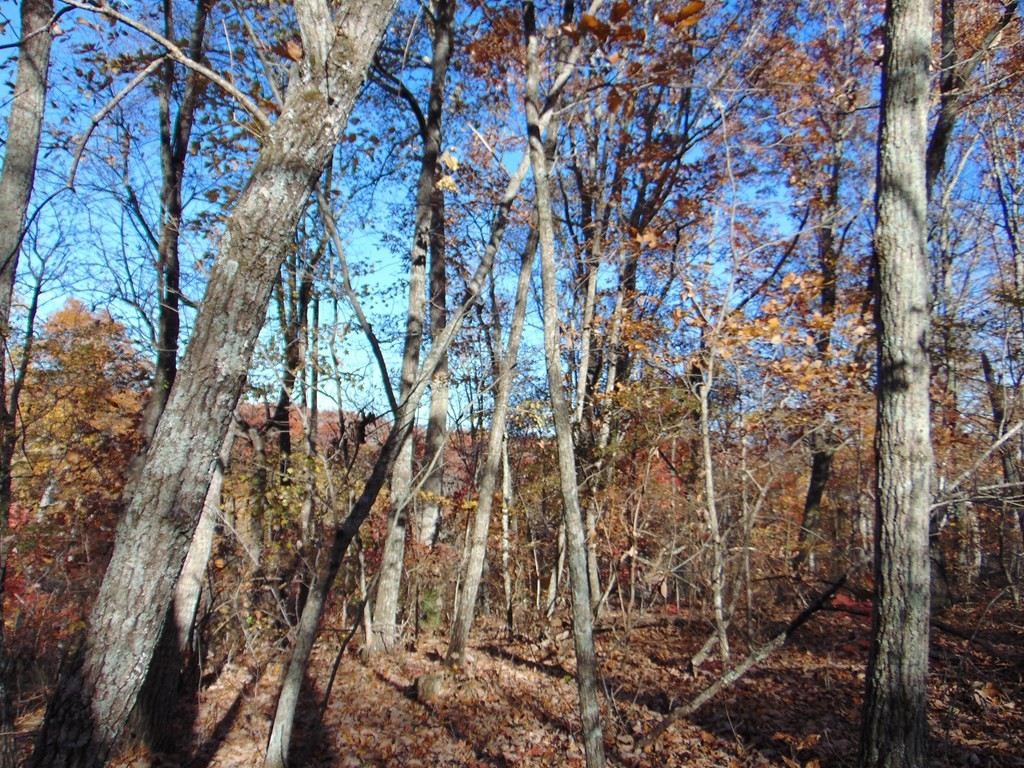 0 Raccoon Ridge Road Spring City, TN 37381 - Photo 54 of 70