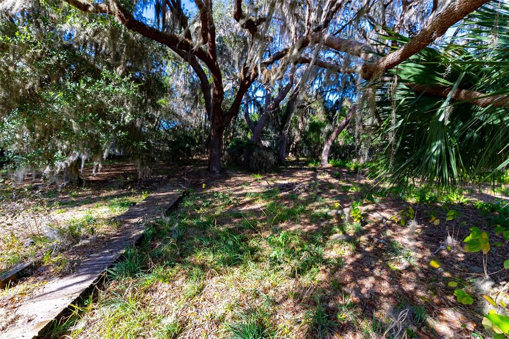 24971 Northeast 135th Street Salt Springs, FL 32134 - Photo 13 of 49 a view of tree
