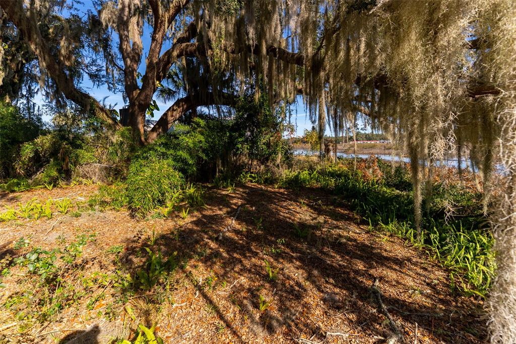 24971 Northeast 135th Street Salt Springs, FL 32134 - Photo 14 of 49 a view of a yard with plants and trees