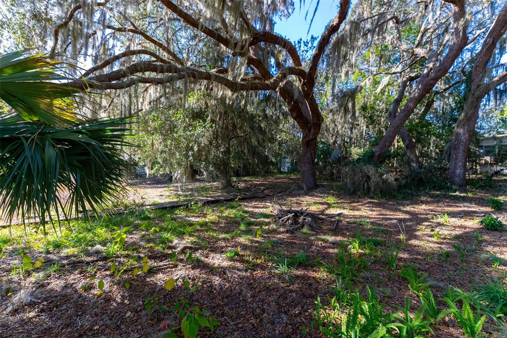24971 Northeast 135th Street Salt Springs, FL 32134 - Photo 15 of 49 a backyard of a house with lots of green space