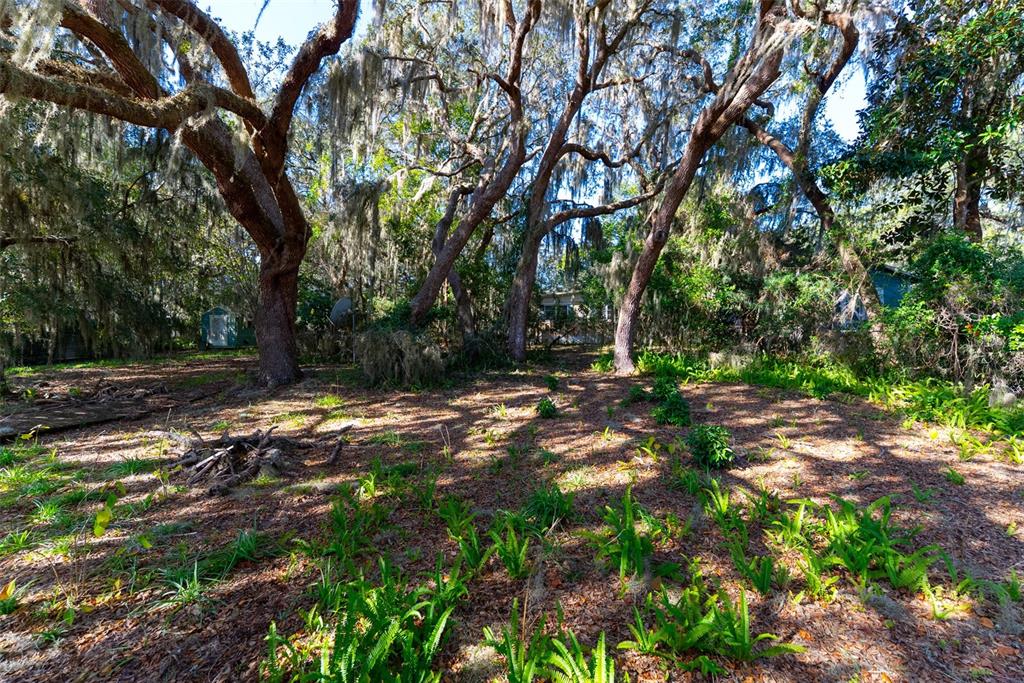 24971 Northeast 135th Street Salt Springs, FL 32134 - Photo 16 of 49 a backyard of a house with lots of green space