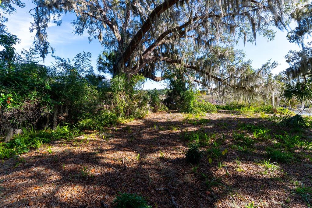 24971 Northeast 135th Street Salt Springs, FL 32134 - Photo 18 of 49 a view of outdoor space with trees all around