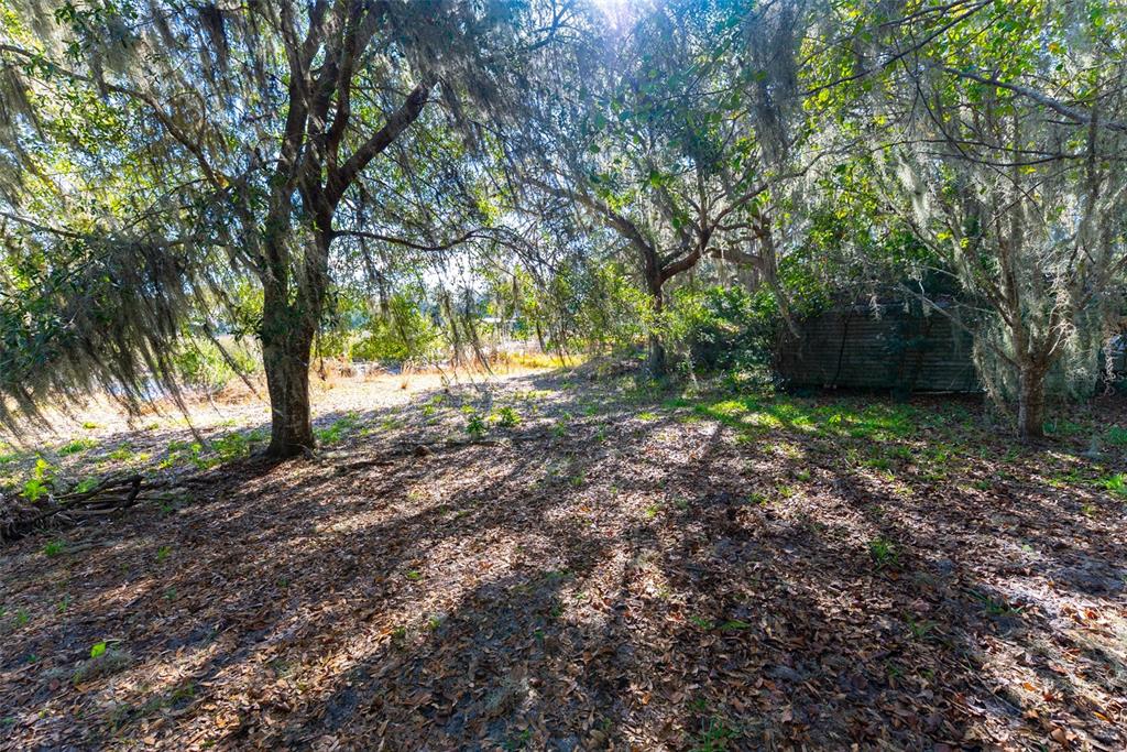 24971 Northeast 135th Street Salt Springs, FL 32134 - Photo 21 of 49 a view of a yard with plants and trees
