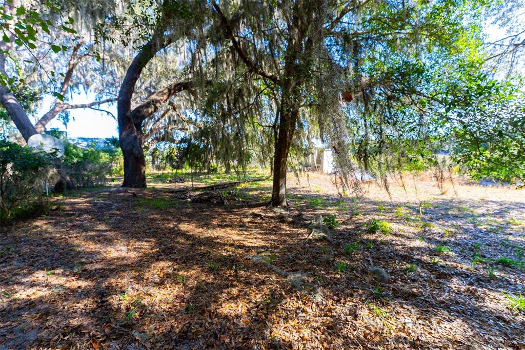 24971 Northeast 135th Street Salt Springs, FL 32134 - Photo 22 of 49 a view of backyard with trees