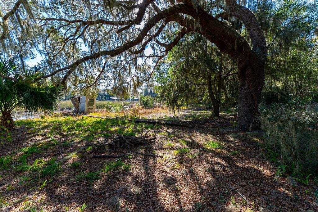 24971 Northeast 135th Street Salt Springs, FL 32134 - Photo 9 of 49 a view of backyard with green space