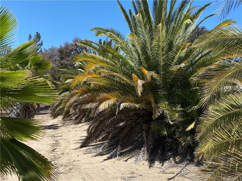 39300 Liefer Road Temecula, CA 92591 - Photo 17 of 28 a view of a tree