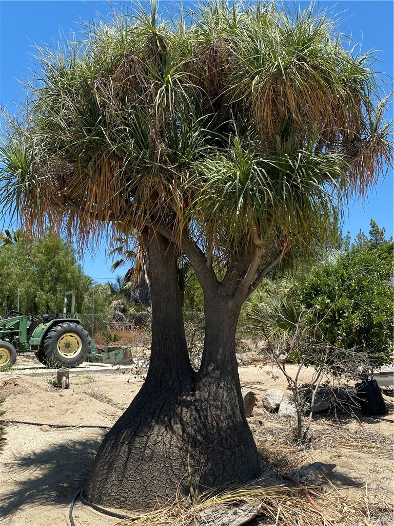 39300 Liefer Road Temecula, CA 92591 - Photo 8 of 28 a view of a backyard with palm trees