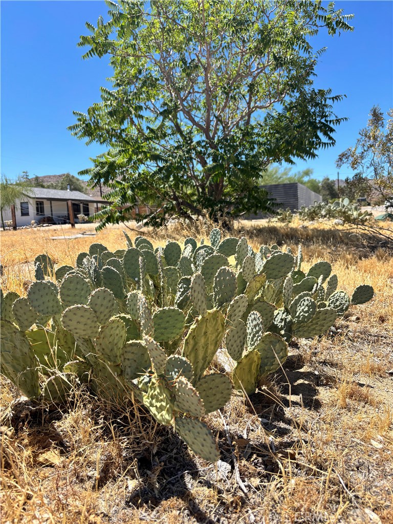 62027 Valley View Circle Joshua Tree, CA 92252 - Photo 5 of 20 a view of a yard with a tree