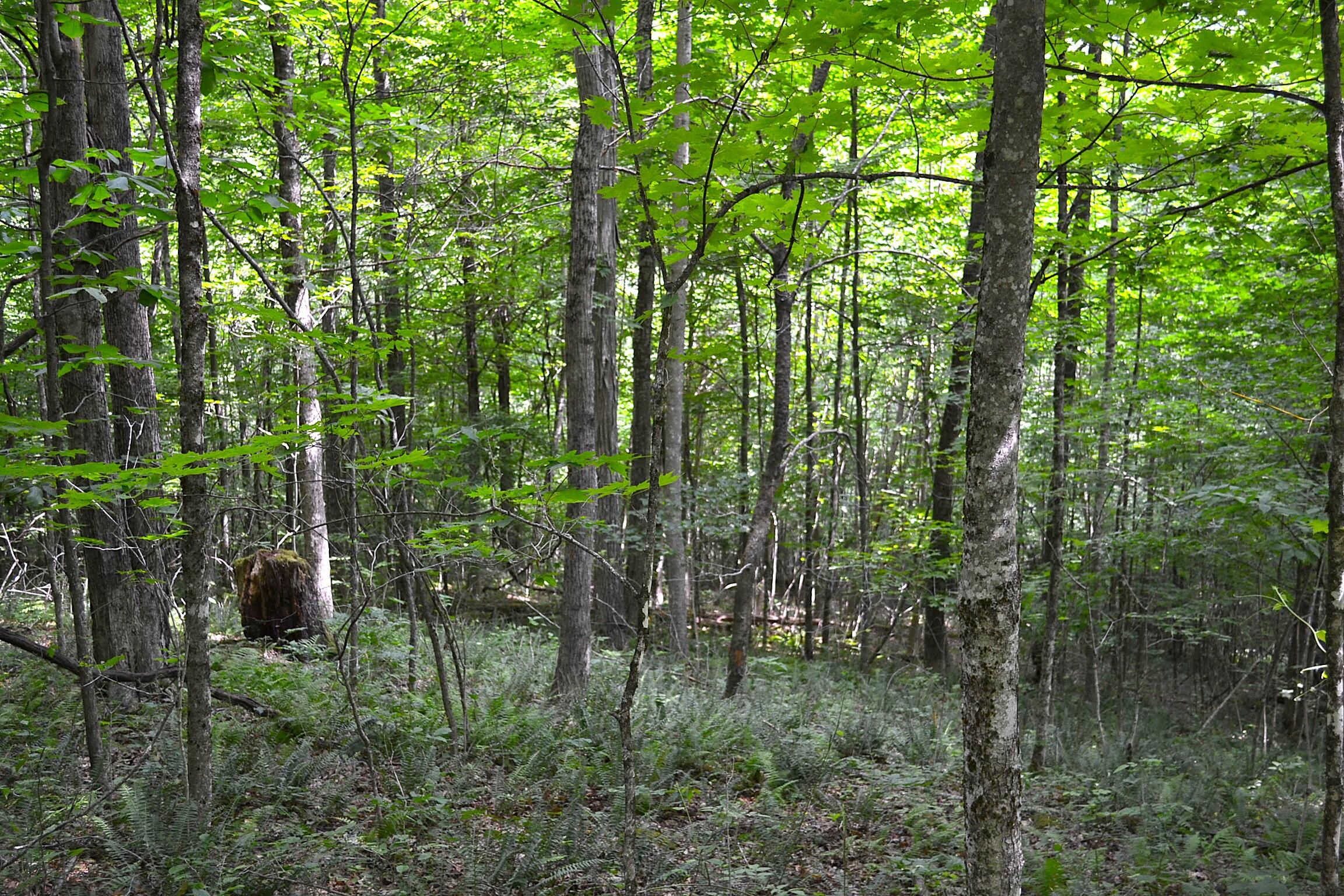 Cold Hollow Road Rainelle, WV 25962 - Photo 22 of 31 Gallery Image 22
