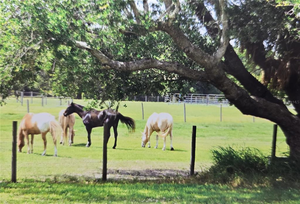 7662 Southwest Liverpool Road Arcadia, FL 34269 - Photo 51 of 66