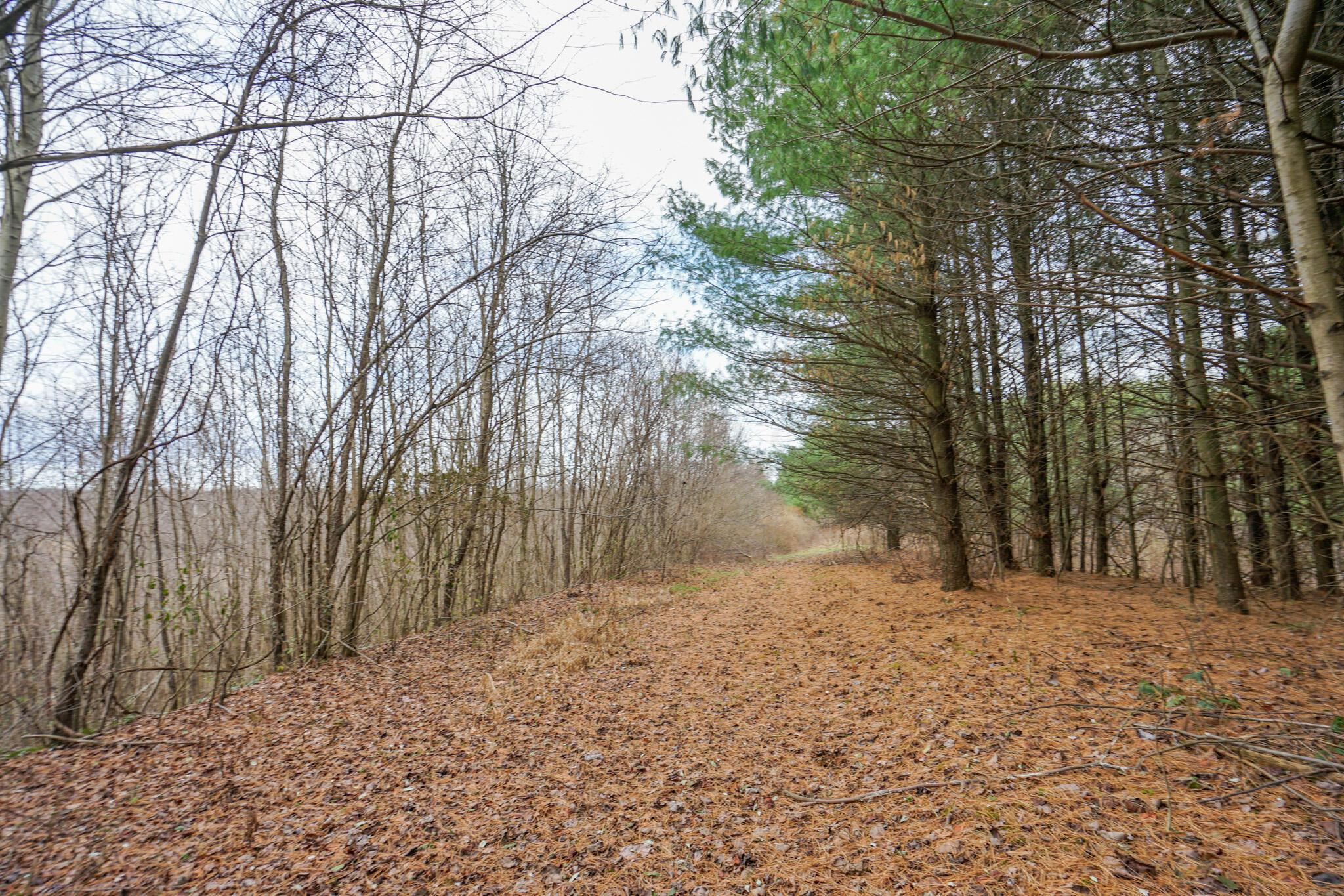 0 Fogle Road Caldwell, OH 43724 - Photo 26 of 42 DSC09910