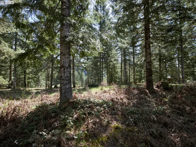 a big yard with lots of green space and deers