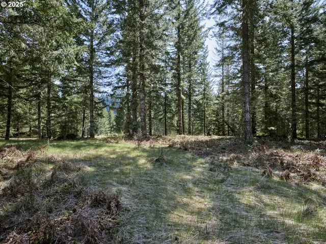 a view of a forest with trees