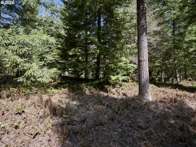 a view of a forest with trees