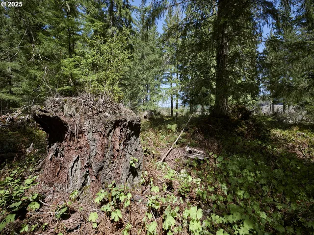 a view of a forest with a tree